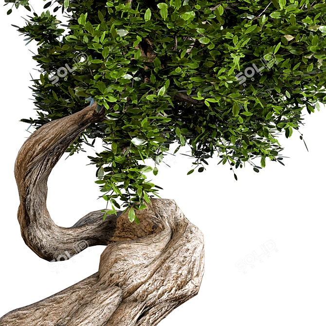 Elegant Bonsai Plant: 140cm Diameter, 210cm Height 3D model image 2