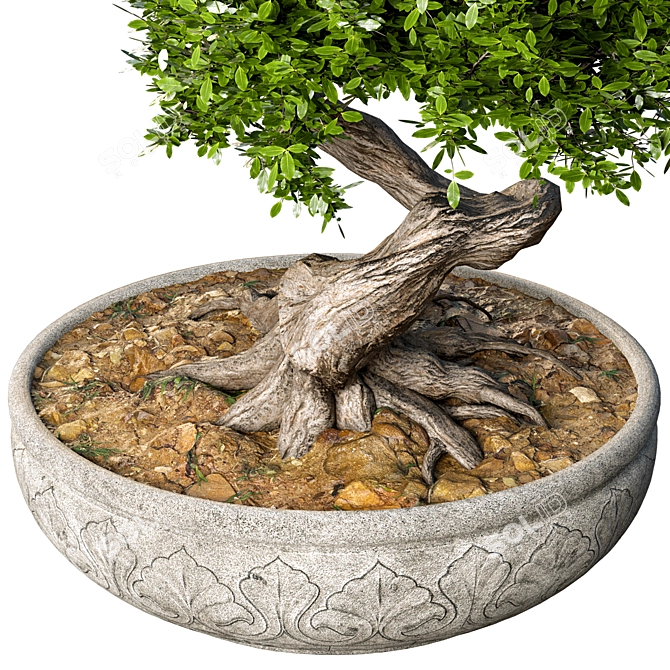 Elegant Bonsai Plant: 140cm Diameter, 210cm Height 3D model image 3