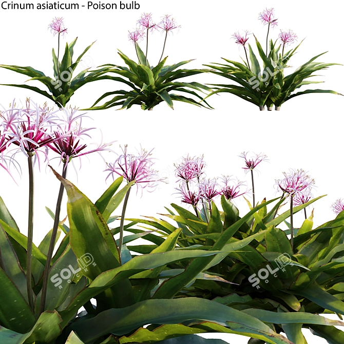 Crinum asiaticum Poison Bulb 3D Model 3D model image 1