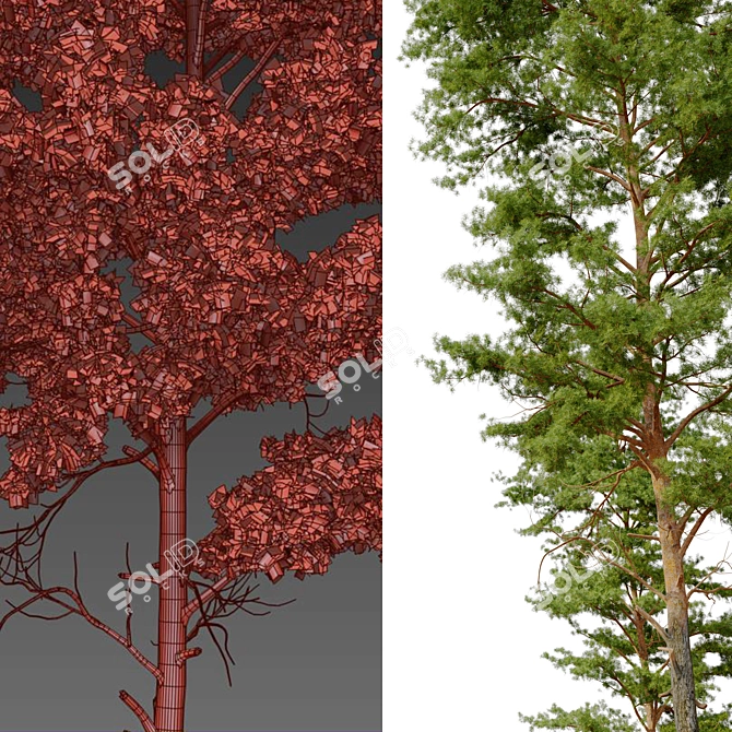 Scots Pine Tree 3D Model 3D model image 4