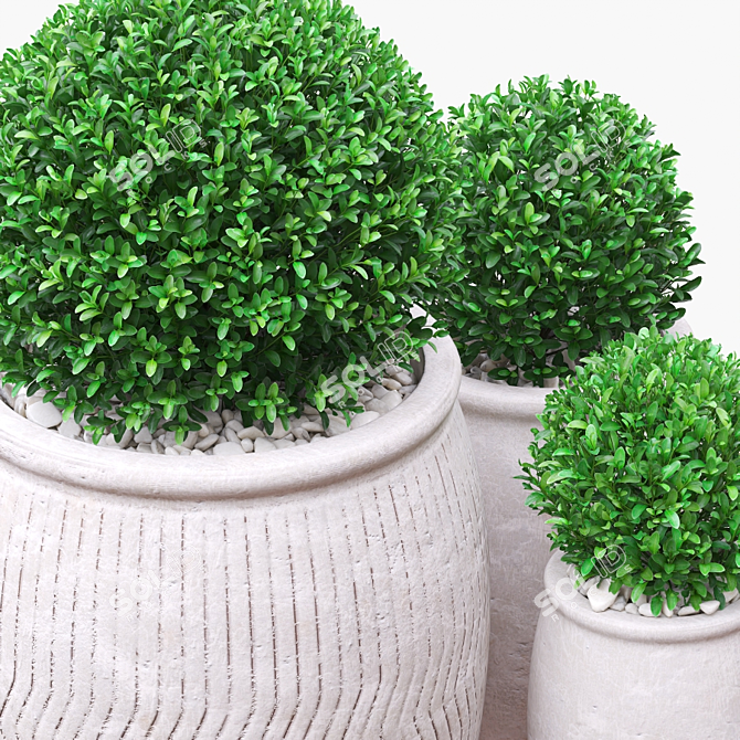 Green Boxwood Trio in Chic Ceramic Pots 3D model image 2