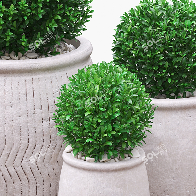 Green Boxwood Trio in Chic Ceramic Pots 3D model image 3