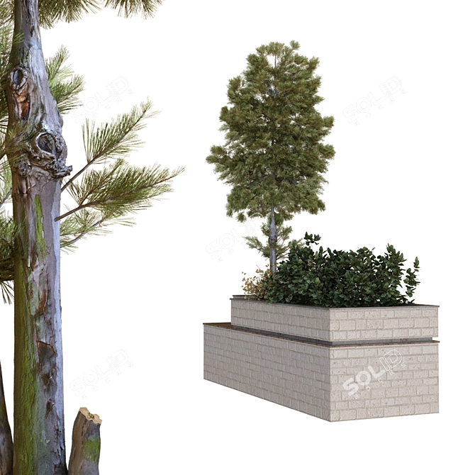 Evergreen Tree Box Set 3D model image 5
