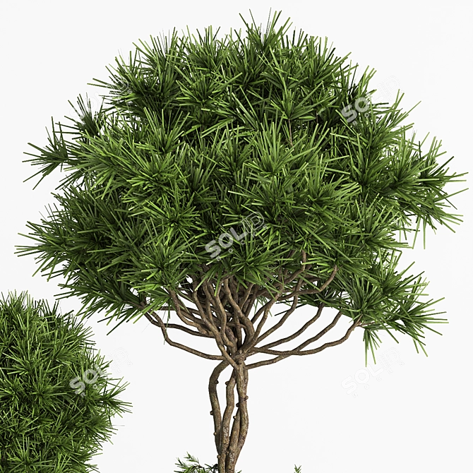 Indoor/Outdoor Decor Accent: Outdoor Plants Tree 04 3D model image 4