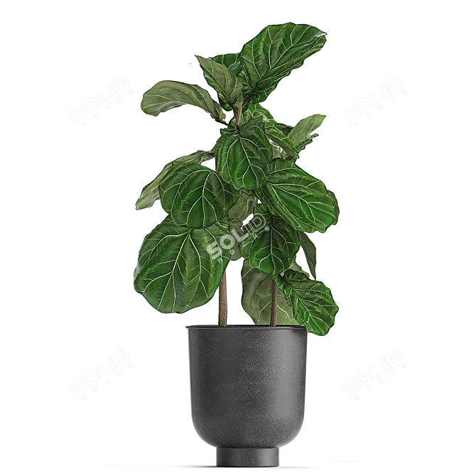 Exotic Plant Collection in Black Pots 3D model image 3