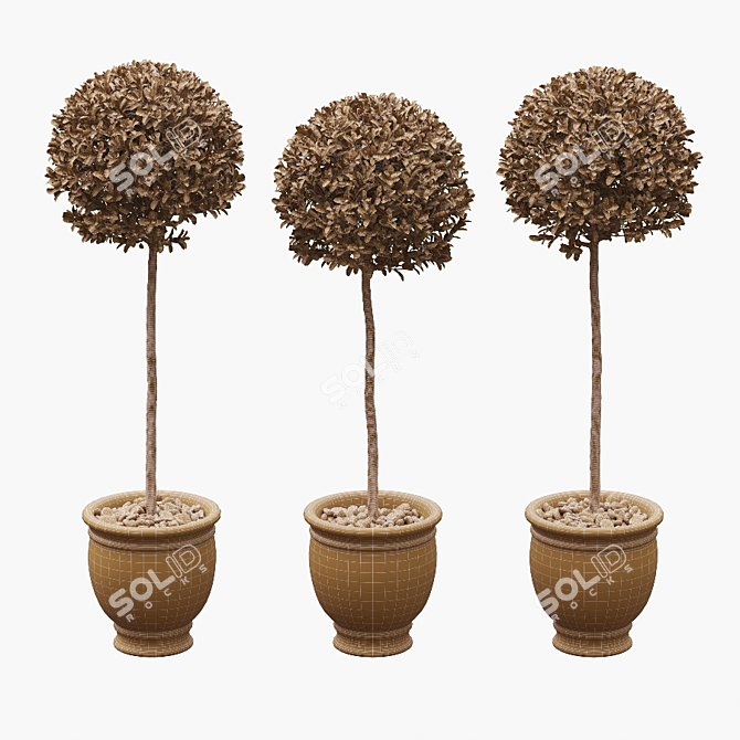 Round Boxwood Bushes on Stem - Set of 3 3D model image 4