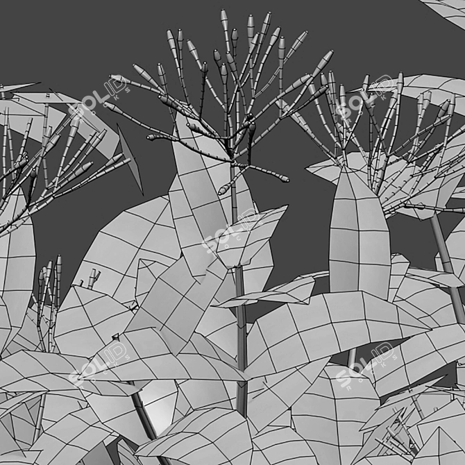 Flame Woods Ixora 3D Models 3D model image 4