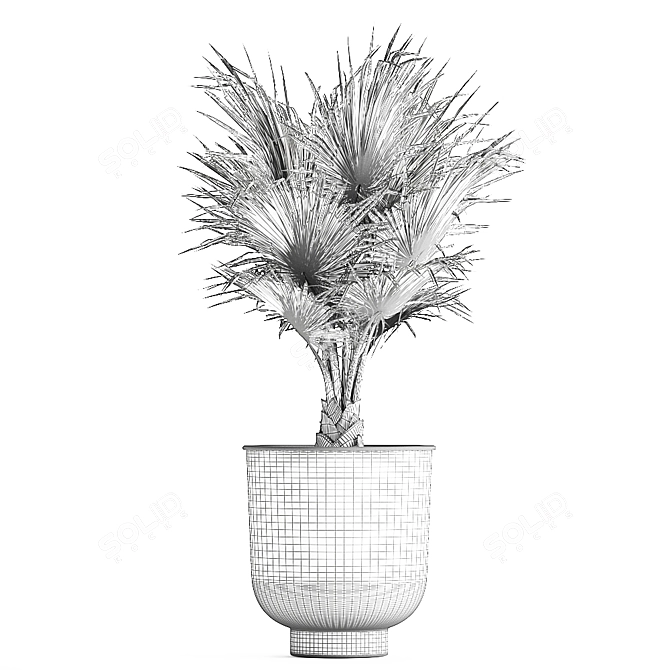 Tropical Palm Collection in Black Pots 3D model image 5