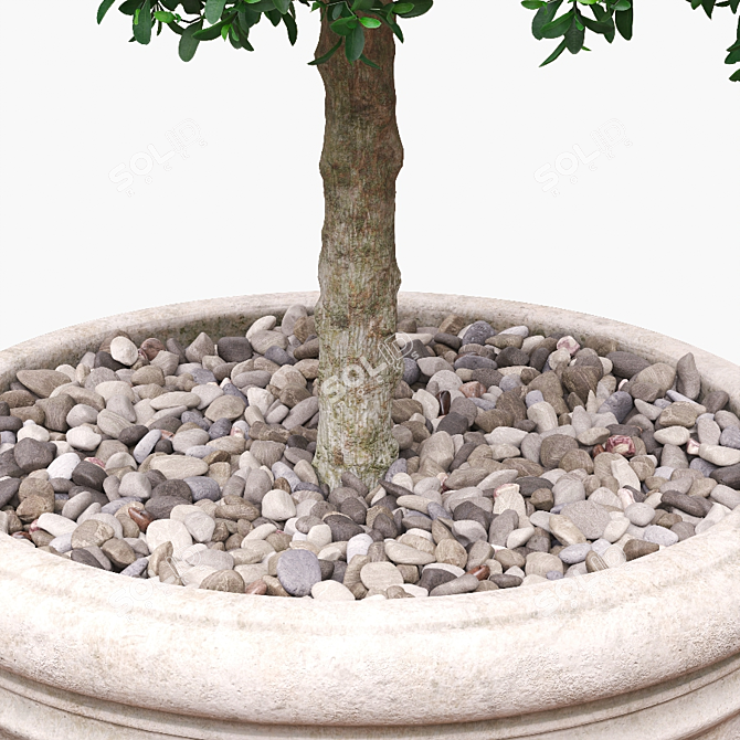 Square Boxwood Bush in White Pot | 565095 Polygons 3D model image 2