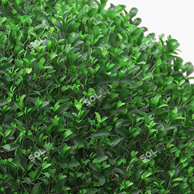 Square Boxwood Bush in White Pot | 565095 Polygons 3D model image 3