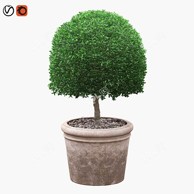 Semi Boxwood Bush: Stylish & Compact 3D model image 1