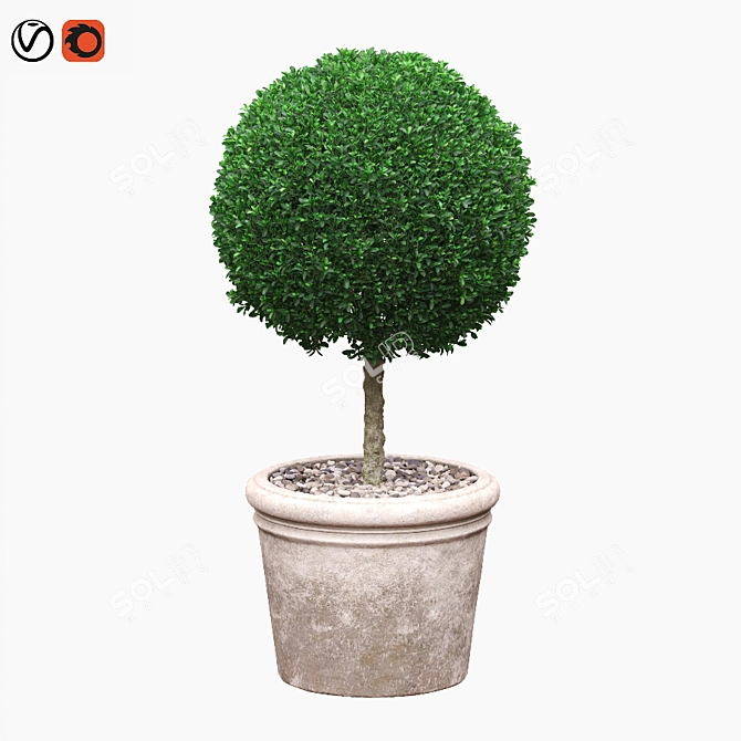 Round Boxwood Bush in Pot 3D model image 1