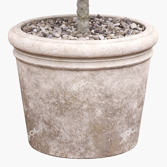 Round Boxwood Bush in Pot 3D model image 4