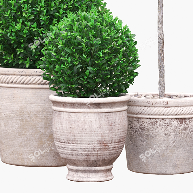 Artificial Boxwood Bushes in Stylish Pots 3D model image 2