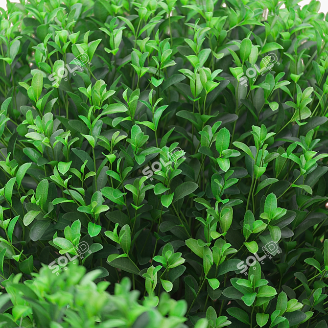 Artificial Boxwood Bushes in Stylish Pots 3D model image 4