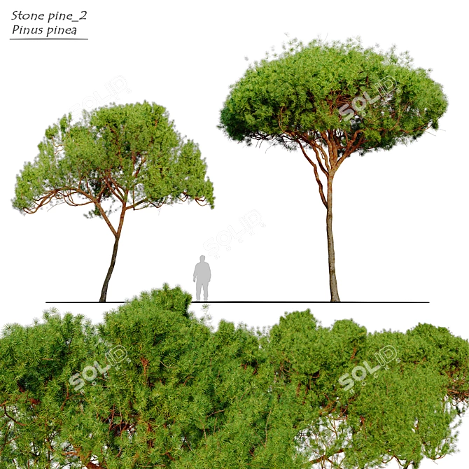 Stunning Stone Pine Tree 3D model image 1