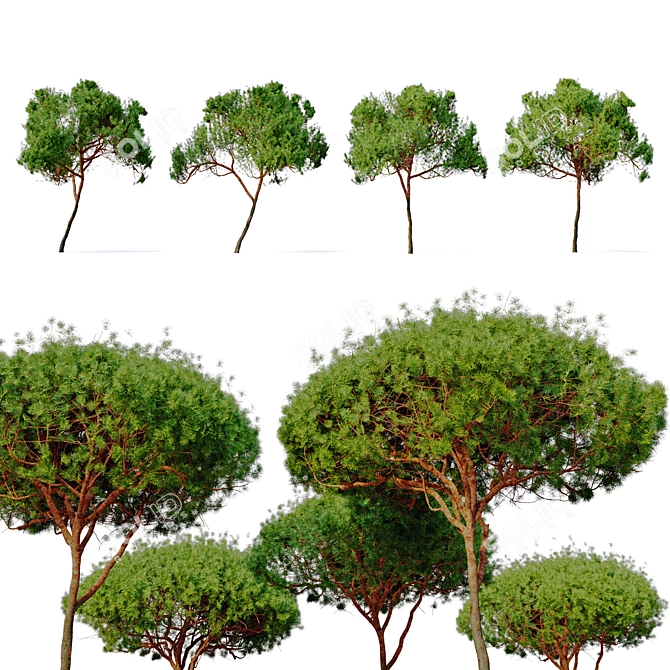 Stunning Stone Pine Tree 3D model image 2