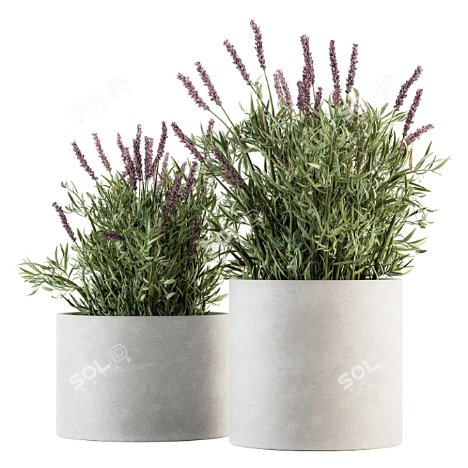 Indoor Lavender Bush - Plant Set 3D model image 1