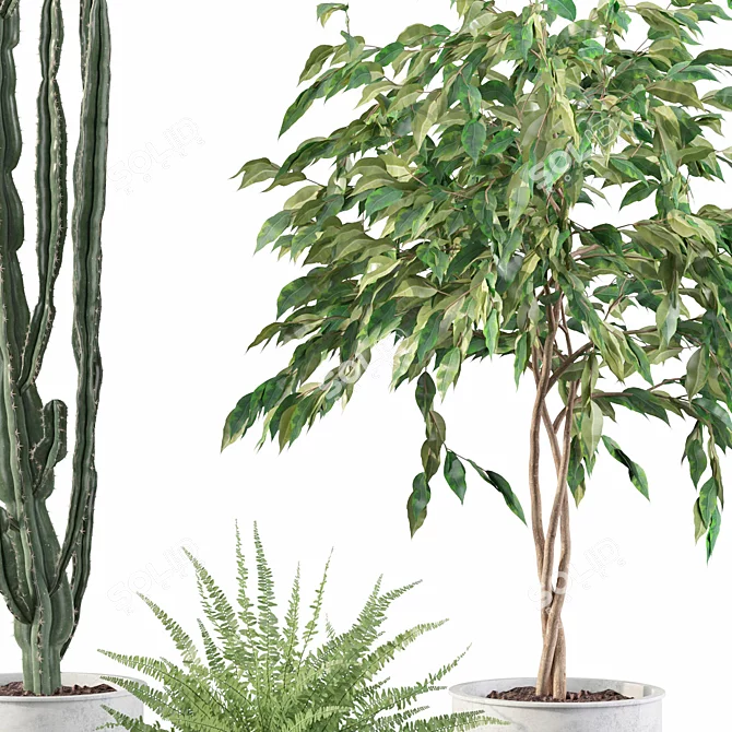 Exquisite Greenery: Ficus, Fern & Cactus 3D model image 3