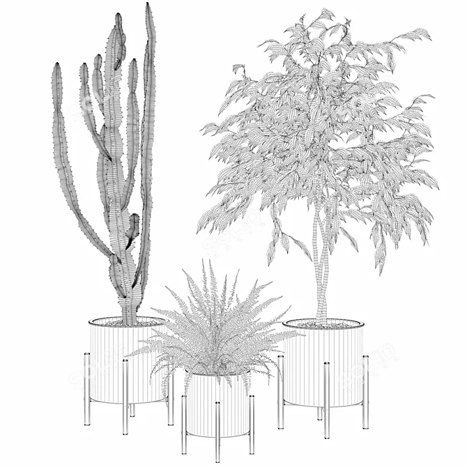 Exquisite Greenery: Ficus, Fern & Cactus 3D model image 5