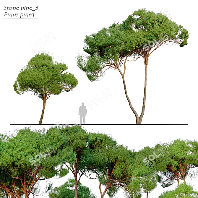 Stone Pine Tree Bundle: 2 Models, Vray Material Library 3D model image 1