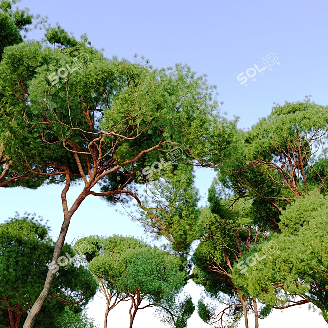 Stone Pine Tree Bundle: 2 Models, Vray Material Library 3D model image 2