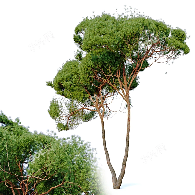 Stone Pine Tree Bundle: 2 Models, Vray Material Library 3D model image 3