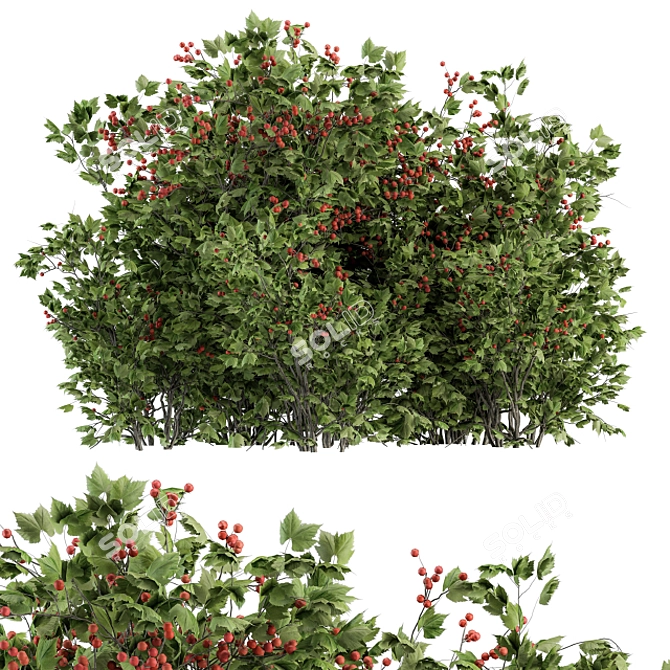 Blooming Berry Bush Sets Beauty 3D model image 1