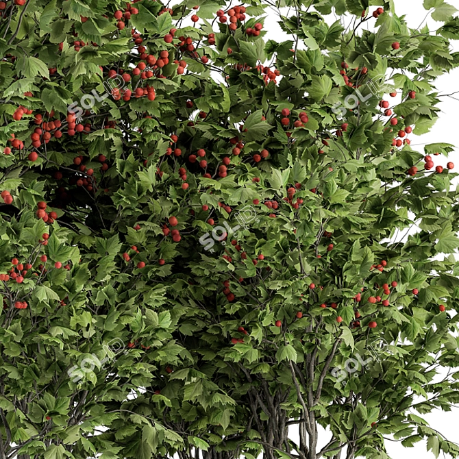 Blooming Berry Bush Sets Beauty 3D model image 2