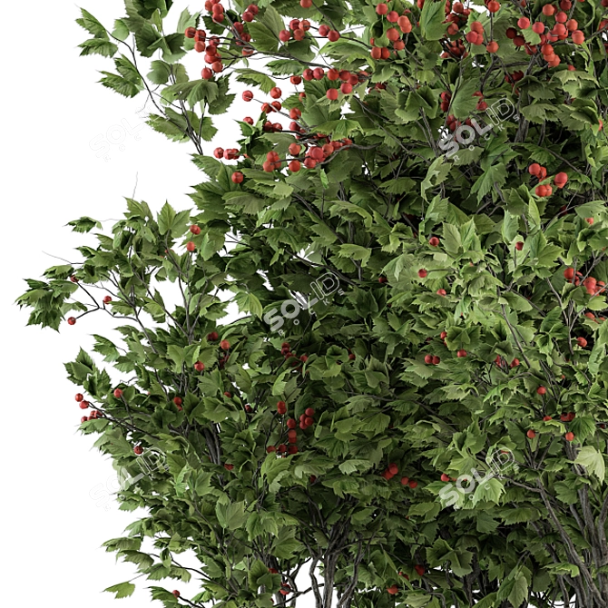 Blooming Berry Bush Sets Beauty 3D model image 3