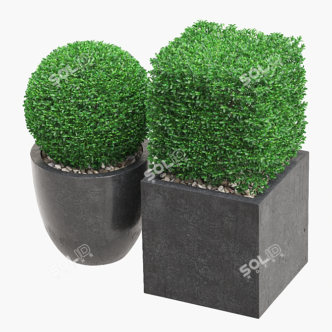 Artificial Buxus Topiary Plant 3D model image 3