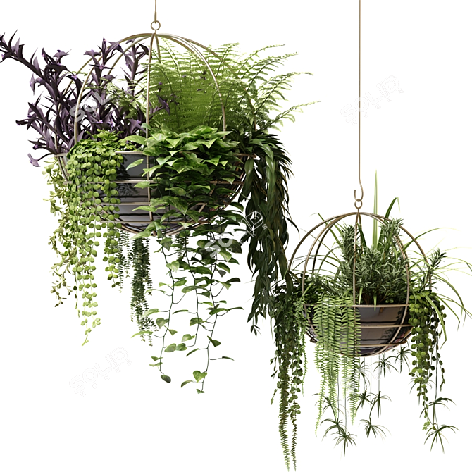 Ampelous Beauties in Hanging Pots 3D model image 7