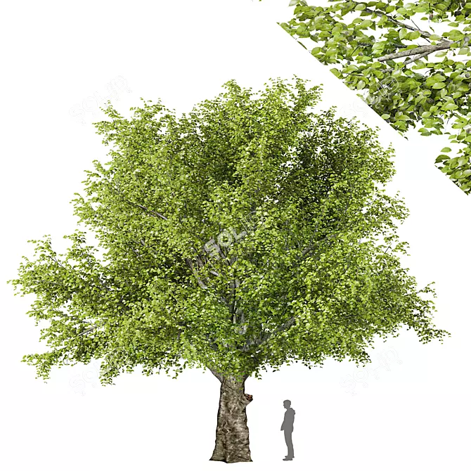 American Beech Tree - Beauty & Shade 3D model image 1