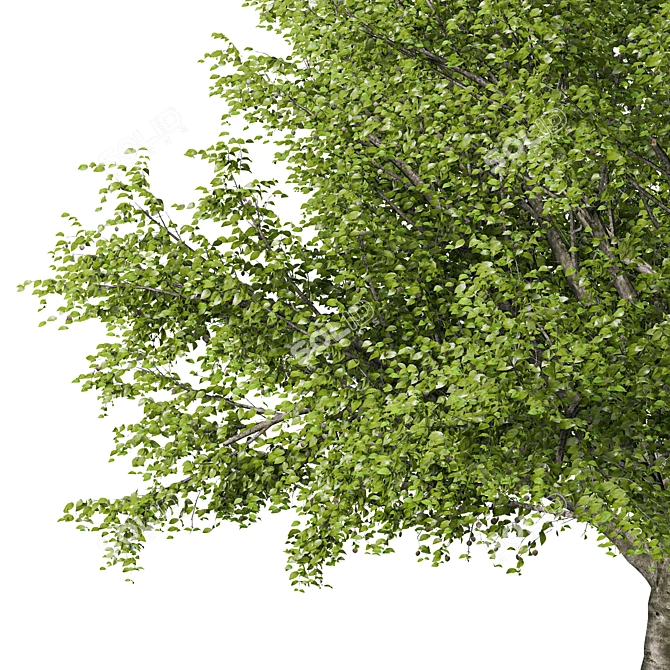 American Beech Tree - Beauty & Shade 3D model image 2