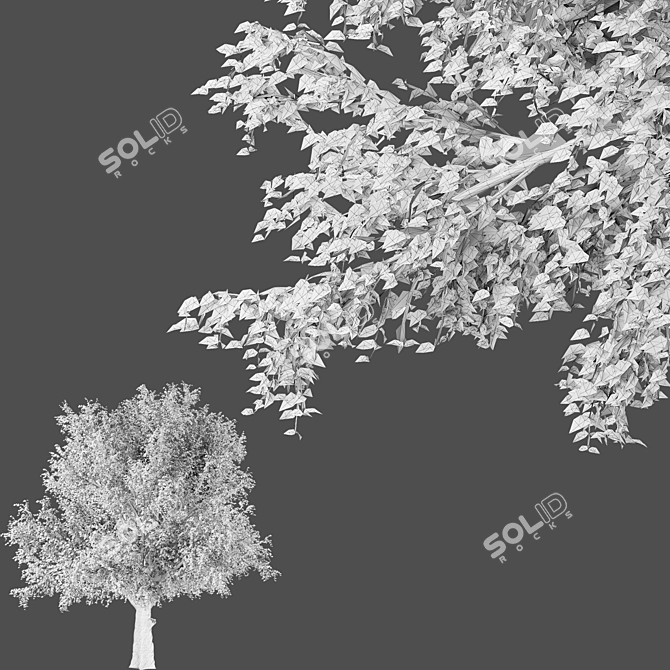 American Beech Tree - Beauty & Shade 3D model image 3