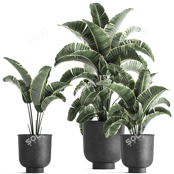 Tropical Paradise Plant Collection 3D model image 1