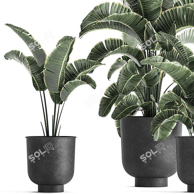 Tropical Paradise Plant Collection 3D model image 2