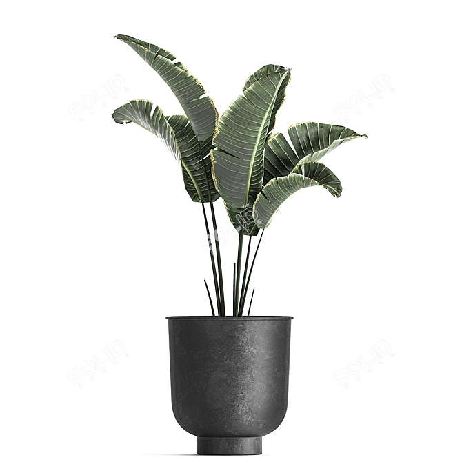 Tropical Paradise Plant Collection 3D model image 3