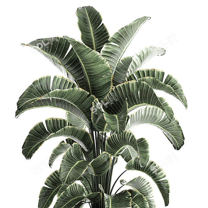 Tropical Plant Paradise: Exotic Banana Palm, Ravenala & Strelitzia 3D model image 3