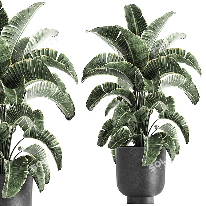 Tropical Plant Paradise: Exotic Banana Palm, Ravenala & Strelitzia 3D model image 4