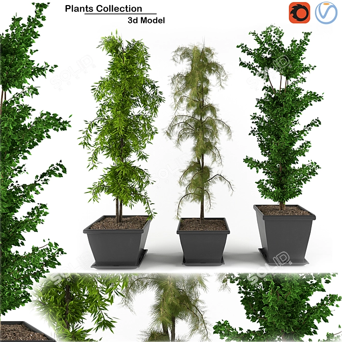 3D Greenery Collection: Indoor Plants 3D model image 3