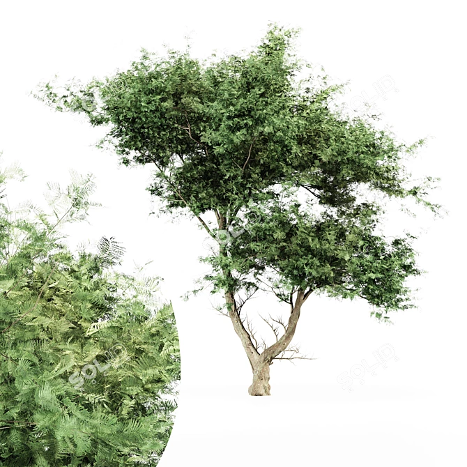 East African Acacia Tree - 3D Model 3D model image 1
