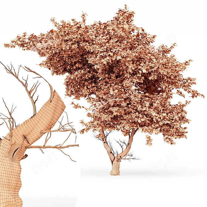 East African Acacia Tree - 3D Model 3D model image 4