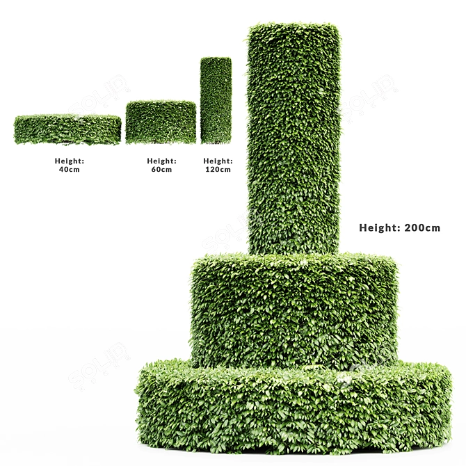 3 Dwarf Yaupon Holly - Versatile Cylinder Plants 3D model image 1