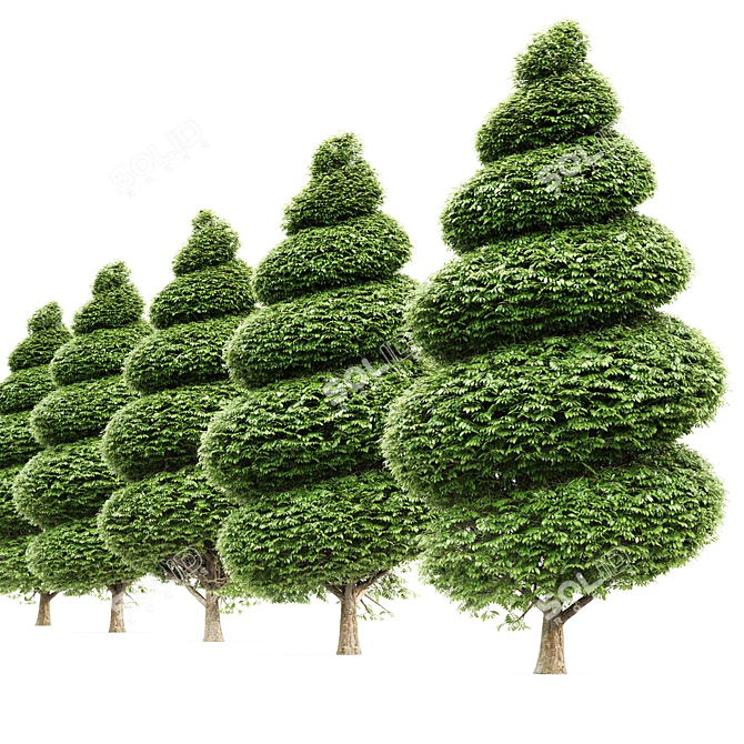 Burford Holly Spiral Topiary Tree: Stunning 3D Model 3D model image 2