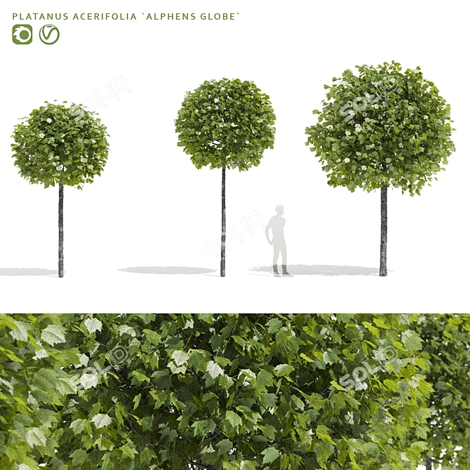 Alphens Globe Sycamore | Platanus acerifolia 3D model image 1