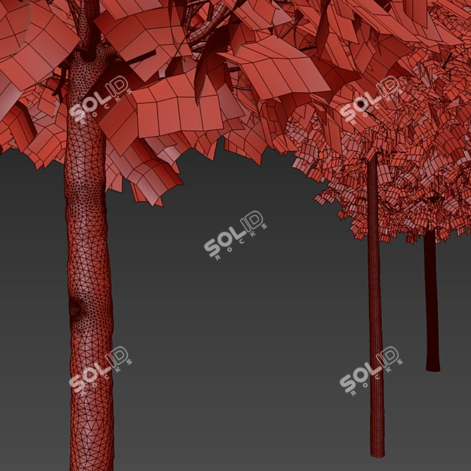 Alphens Globe Sycamore | Platanus acerifolia 3D model image 2