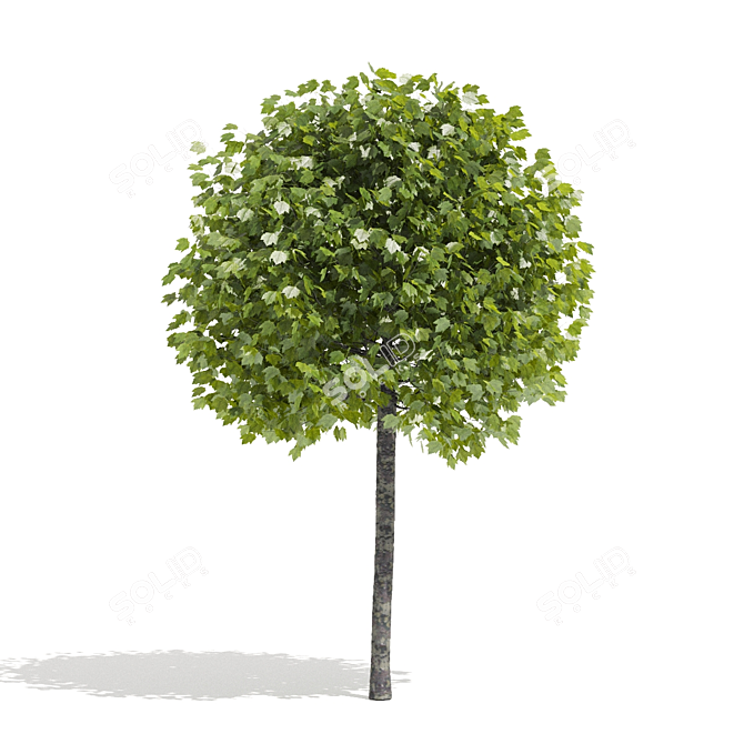 Alphens Globe Sycamore | Platanus acerifolia 3D model image 3