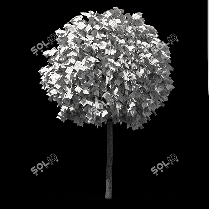 Alphens Globe Sycamore | Platanus acerifolia 3D model image 4