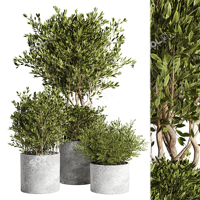 Outdoor Plant 09: Realistic 3D Model 3D model image 1